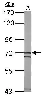 Sample (50 μg of whole cell lysate) A: mouse liver 7.5% SDS PAGE GTX109001 diluted at 1:1000 The HRP-conjugated anti-rabbit IgG antibody (GTX213110-01) was used to detect the primary antibody.