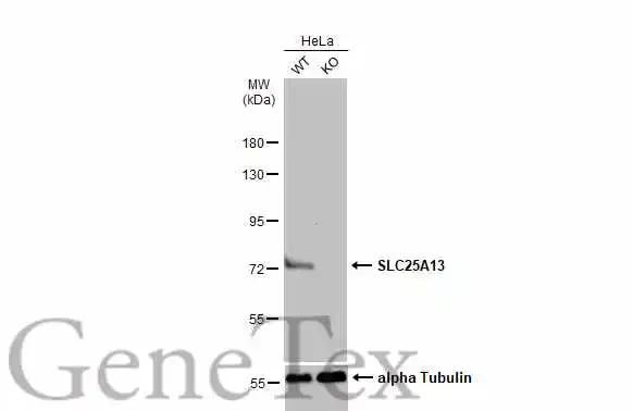 Wild-type (WT) and SLC25A13 knockout (KO) HeLa cell extracts (30 μg) were separated by 7.5% SDS-PAGE, and the membrane was blotted with SLC25A13 antibody [N3C2], Internal (GTX109001) diluted at 1:3000. The HRP-conjugated anti-rabbit IgG antibody (GTX213110-01) was used to detect the primary antibody.