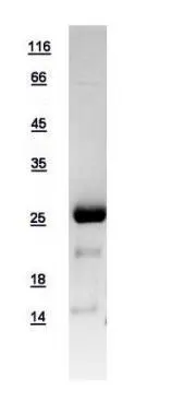 10ug of GTX109089-pro SNAP23 recombinant protein analyzed using SDS-PAGE and stained with coomassie blue and captured by black and white camera.