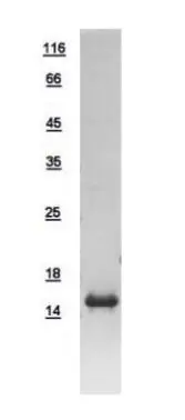 10ug of GTX109106-pro TRAPPC2 recombinant protein analyzed using SDS-PAGE and stained with coomassie blue and captured by black and white camera.