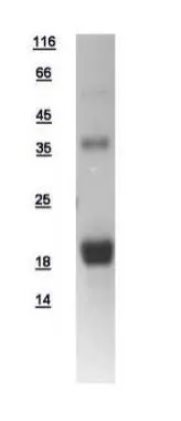 10ug of GTX109109-pro LMO2 recombinant protein analyzed using SDS-PAGE and stained with coomassie blue and captured by black and white camera.