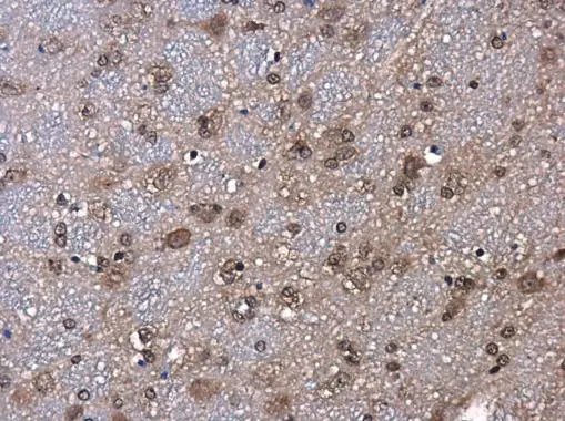 ID2 antibody [N1C3] detects ID2 protein at cytoplasm and nucleus in rat brain by immunohistochemical analysis. Sample: Paraffin-embedded rat brain. ID2 antibody [N1C3] (GTX109113) diluted at 1:500. 
 Antigen Retrieval: Citrate buffer, pH 6.0, 15 min