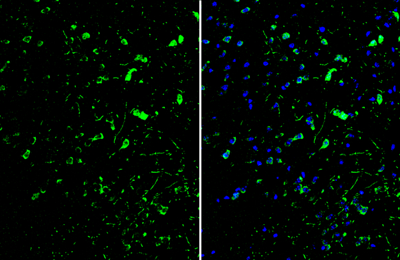 ID2 antibody [N1C3] detects ID2 protein by immunohistochemical analysis. Sample: Frozen-sectioned mouse cerebral cortex. Green: ID2 stained by ID2 antibody [N1C3] (GTX109113) diluted at 1:250. Blue: Fluoroshield with DAPI (GTX30920).