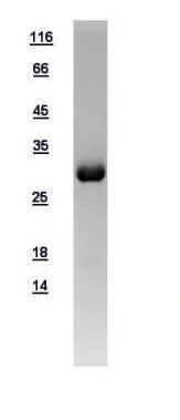 10ug of GTX109117-pro MTAP recombinant protein analyzed using SDS-PAGE and stained with coomassie blue and captured by black and white camera.
