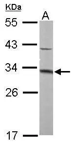 Sample (50 μg of whole cell lysate) A: mouse liver 12% SDS PAGE GTX109117 diluted at 1:1000 The HRP-conjugated anti-rabbit IgG antibody (GTX213110-01) was used to detect the primary antibody.