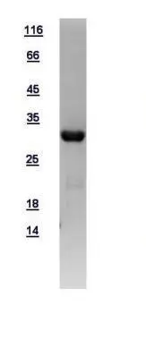 10ug of GTX109159-pro BCL10 recombinant protein analyzed using SDS-PAGE and stained with coomassie blue and captured by black and white camera.