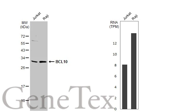 Various whole cell extracts (30 μg) were separated by 12% SDS-PAGE, and the membrane was blotted with BCL10 antibody [N1C3] (GTX109159) diluted at 1:1000. The HRP-conjugated anti-rabbit IgG antibody (GTX213110-01) was used to detect the primary antibody, and the signal was developed with Trident ECL plus-Enhanced. Corresponding RNA expression data for the same cell lines are based on Human Protein Atlas program.