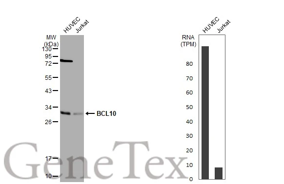 Various whole cell extracts (30 μg) were separated by 12% SDS-PAGE, and the membrane was blotted with BCL10 antibody [N1C3] (GTX109159) diluted at 1:1000. The HRP-conjugated anti-rabbit IgG antibody (GTX213110-01) was used to detect the primary antibody. Corresponding RNA expression data for the same cell lines are based on Human Protein Atlas program.
