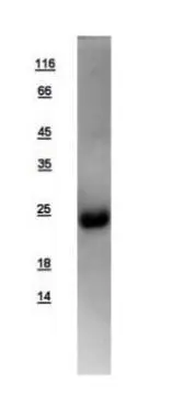 10ug of GTX109173-pro LITAF recombinant protein analyzed using SDS-PAGE and stained with coomassie blue and captured by black and white camera.