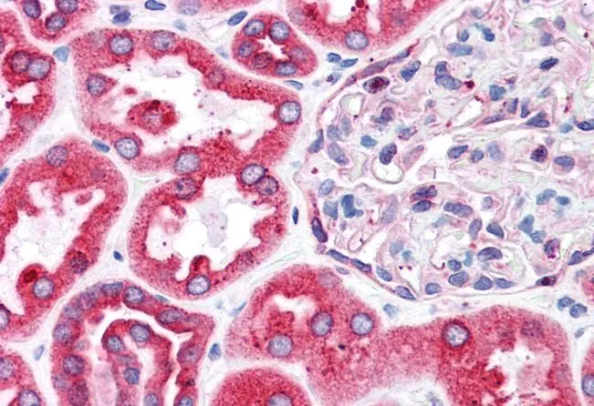 IHC-P analysis of human kidney using GTX10924 BCAP31 antibody, C-term. Antigen retrieval : citrate buffer pH 6 Dilution : 3.75microg/ml
