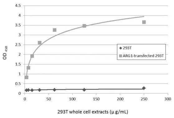 Sandwich ELISA detection of non-transfected and transfected 293T whole cell extracts using GTX634218 as capture antibody at concentration of 5 μg/mL and GTX109242 as detection antibody at concentration of 1 μg/mL. Rabbit IgG antibody (HRP) (GTX213110-01) was diluted at 1:10000 and used to detect the primary antibody.