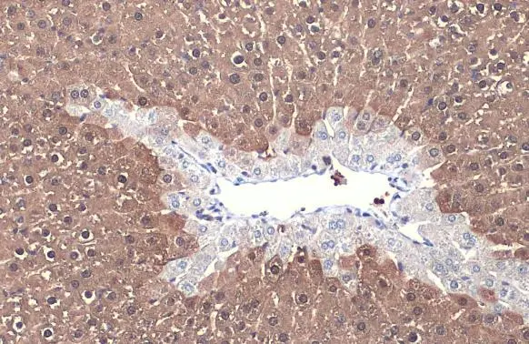 Arginase 1 antibody detects Arginase 1 protein at cytoplasm by immunohistochemical analysis. Sample: Paraffin-embedded mouse liver. Arginase 1 stained by Arginase 1 antibody (GTX109242) diluted at 1:500. Antigen Retrieval: Citrate buffer, pH 6.0, 15 min