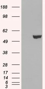 WB analysis of HEK293 overexpressing IRF6 (mock transfection in first lane) using GTX10925 IRF6 antibody, C-term.