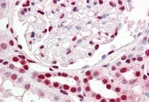 IHC-P analysis of human kidney using GTX10925 IRF6 antibody, C-term. Antigen retrieval : citrate buffer pH 6 Dilution : 2.5microg/ml