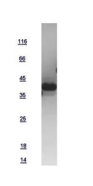 10ug of GTX109255-pro ANP recombinant protein analyzed using SDS-PAGE and stained with coomassie blue and captured by black and white camera.