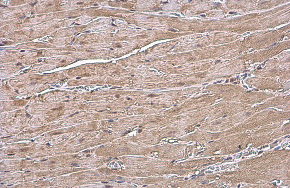 ANP antibody detects ANP protein at cytoplasm by immunohistochemical analysis. Sample: Paraffin-embedded mouse heart. ANP stained by ANP antibody (GTX109255) diluted at 1:500. Antigen Retrieval: Citrate buffer, pH 6.0, 15 min