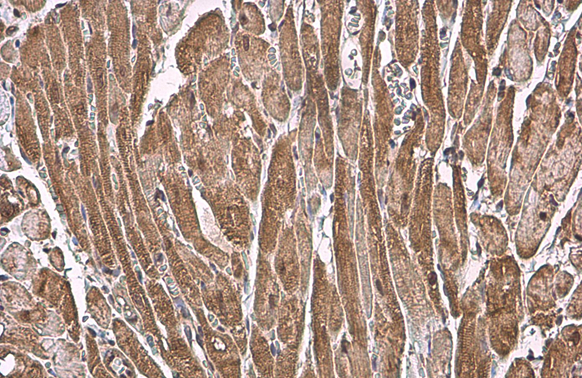 ANP antibody detects ANP protein at cytoplasm by immunohistochemical analysis. Sample: Paraffin-embedded rat heart. ANP stained by ANP antibody (GTX109255) diluted at 1:500. Antigen Retrieval: Citrate buffer, pH 6.0, 15 min