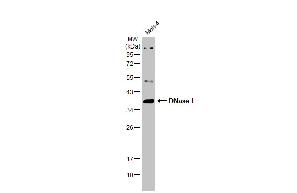 DNase I antibody [N1C3]