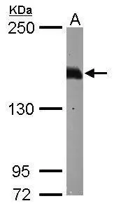 Caspr2 antibody [N2N3]