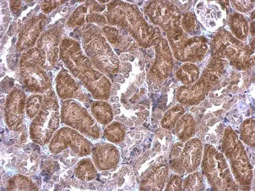 SREBF chaperone protein antibody [C2C3], C-term detects SREBF chaperone protein protein at cytosol on mouse kidney by immunohistochemical analysis. Sample: Paraffin-embedded mouse kidney. SREBF chaperone protein antibody [C2C3], C-term (GTX109474) dilution: 1:500. 
 Antigen Retrieval: Trilogy? (EDTA based, pH 8.0) buffer, 15min