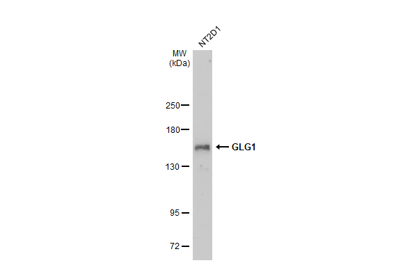 Whole cell extract (30 μg) was separated by 5% SDS-PAGE, and the membrane was blotted with GLG1 antibody [C2C3], C-term (GTX109499) diluted at 1:1000. The HRP-conjugated anti-rabbit IgG antibody (GTX213110-01) was used to detect the primary antibody.
