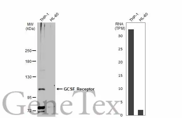 Various whole cell extracts (30 μg) were separated by 5% SDS-PAGE, and the membrane was blotted with GCSF Receptor antibody [N2C1], Internal (GTX109503) diluted at 1:500. The HRP-conjugated anti-rabbit IgG antibody (GTX213110-01) was used to detect the primary antibody. Corresponding RNA expression data for the same cell lines are based on Human Protein Atlas program.