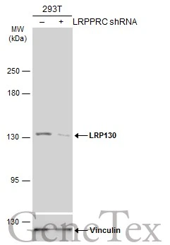 Non-transfected (–) and transfected (+) 293T whole cell extracts (30 μg) were separated by 5% SDS-PAGE, and the membrane was blotted with LRP130 antibody [N3C2], Internal (GTX109558) diluted at 1:5000. The HRP-conjugated anti-rabbit IgG antibody (GTX213110-01) was used to detect the primary antibody.