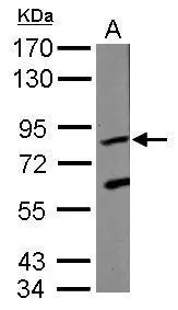 Sample (30 ug of whole cell lysate) A: Raji 7.5% SDS PAGE GTX109560 diluted at 1:1000 
