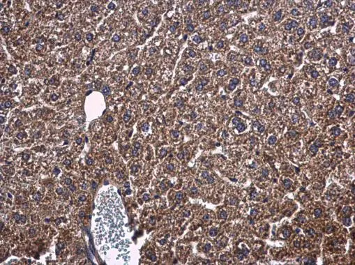 PON1 antibody detects PON1 protein at cytoplasm in mouse liver by immunohistochemical analysis. Sample: Paraffin-embedded mouse liver. PON1 antibody (GTX109561) diluted at 1:500.
Antigen Retrieval: Citrate buffer, pH 6.0, 15 min