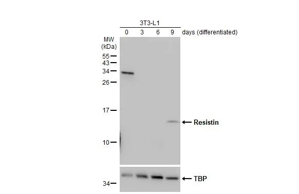 Various whole cell extracts (30 μg) were separated by 15% SDS-PAGE, and the membrane was blotted with Resistin antibody [N1C3] (GTX109562) diluted at 1:1000. The HRP-conjugated anti-rabbit IgG antibody (GTX213110-01) was used to detect the primary antibody.