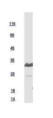 10ug of GTX109564-pro CHMP4B recombinant protein analyzed using SDS-PAGE and stained with coomassie blue and captured by black and white camera.