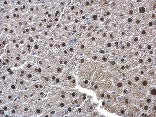 UFD1L antibody detects UFD1L protein at cytoplasm and nucleus in mouse liver by immunohistochemical analysis. Sample: Paraffin-embedded mouse liver. UFD1L antibody (GTX109579) diluted at 1:500. 
 Antigen Retrieval: Citrate buffer, pH 6.0, 15 min