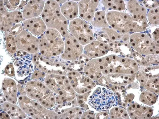 UFD1L antibody detects UFD1L protein at cytoplasm and nucleus in mouse kidney by immunohistochemical analysis. Sample: Paraffin-embedded mouse kidney. UFD1L antibody (GTX109579) diluted at 1:500. 
 Antigen Retrieval: Citrate buffer, pH 6.0, 15 min
