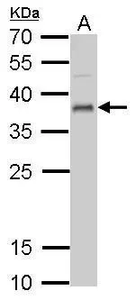 UFD1L antibody detects UFD1L protein by Western blot analysis. A. 50 μg mouse lung lysate/extract 12 % SDS-PAGE UFD1L antibody (GTX109579) dilution: 1:1000