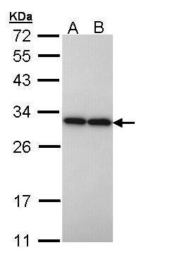 Sample (30 ug of whole cell lysate) A: H1299 B: Hela 12% SDS PAGE GTX109582 diluted at 1:10000 