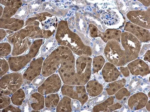 Ketohexokinase antibody [N1C3] detects Ketohexokinase protein at cytoplasm and nucleus in mouse kidney by immunohistochemical analysis. Sample: Paraffin-embedded mouse kidney. Ketohexokinase antibody [N1C3] (GTX109591) diluted at 1:500. 
 Antigen Retrieval: Citrate buffer, pH 6.0, 15 min