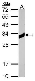 Sample (20 μg of whole cell lysate) A: mouse Liver 12% SDS PAGE GTX109591 diluted at 1:10000 The HRP-conjugated anti-rabbit IgG antibody (GTX213110-01) was used to detect the primary antibody.