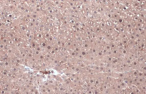 Ketohexokinase antibody [N1C3] detects Ketohexokinase protein at cytoplasm by immunohistochemical analysis. Sample: Paraffin-embedded mouse liver. Ketohexokinase stained by Ketohexokinase antibody [N1C3] (GTX109591) diluted at 1:500. Antigen Retrieval: Citrate buffer, pH 6.0, 15 min