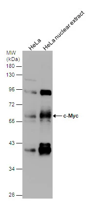 Anti-c-Myc antibody [N1], N-term (GTX109636) | GeneTex