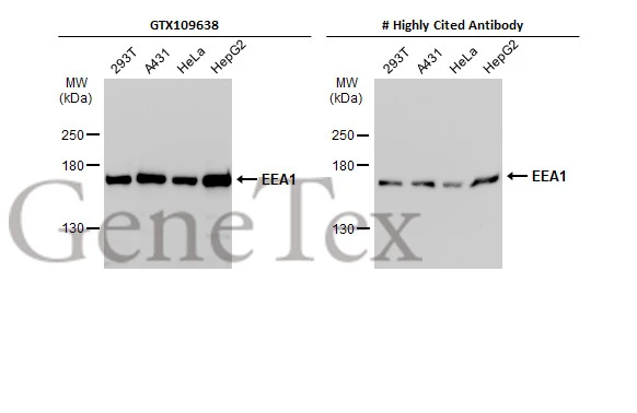 Various whole cell extracts (30 μg) were separated by 5% SDS-PAGE, and the membranes were blotted with EEA1 antibody [C3], C-term (GTX109638) diluted at 1:5000 and competitor's antibody diluted at 1:5000. The HRP-conjugated anti-rabbit IgG antibody (GTX213110-01) was used to detect the primary antibody. *The competitor is not affiliated with GeneTex and does not endorse this product.