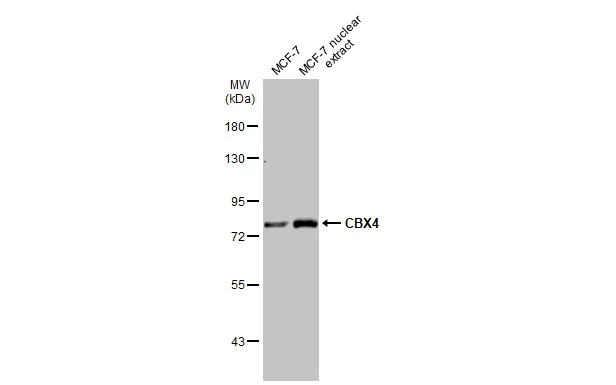 MCF-7 whole cell and nuclear extracts (30 μg) were separated by 7.5% SDS-PAGE, and the membrane was blotted with CBX4 antibody [C3], C-term (GTX109662) diluted at 1:1000. The HRP-conjugated anti-rabbit IgG antibody (GTX213110-01) was used to detect the primary antibody.