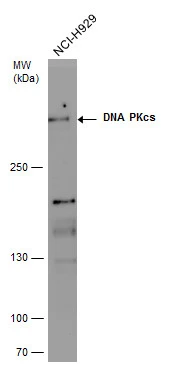 DNA PKcs antibody detects DNA PKcs protein by western blot analysis. Whole cell extracts (30 μg) was separated by 5% SDS-PAGE, and the membrane was blotted with DNA PKcs antibody (GTX109673) at a dilution of 1:500.