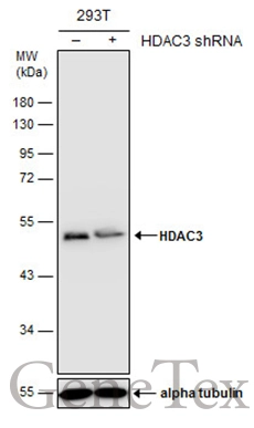 Non-transfected (–) and transfected (+) 293T whole cell extracts (30 μg) were separated by 10% SDS-PAGE, and the membrane was blotted with HDAC3 antibody [C3], C-term (GTX109679) diluted at 1:500. The HRP-conjugated anti-rabbit IgG antibody (GTX213110-01) was used to detect the primary antibody.