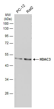 Various whole cell extracts (30 μg) were separated by 10% SDS-PAGE, and the membrane was blotted with HDAC3 antibody [C3], C-term (GTX109679) diluted at 1:1000. The HRP-conjugated anti-rabbit IgG antibody (GTX213110-01) was used to detect the primary antibody.