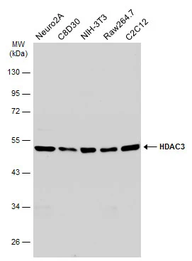 Various whole cell extracts (30 μg) were separated by 10% SDS-PAGE, and the membrane was blotted with HDAC3 antibody [C3], C-term (GTX109679) diluted at 1:1000. The HRP-conjugated anti-rabbit IgG antibody (GTX213110-01) was used to detect the primary antibody.