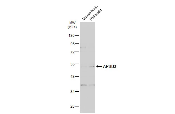 Various tissue extracts (50 μg) were separated by 10% SDS-PAGE, and the membrane was blotted with APBB3 antibody [N3C3] (GTX109699) diluted at 1:1000. The HRP-conjugated anti-rabbit IgG antibody (GTX213110-01) was used to detect the primary antibody.