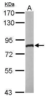 Sample (50 ug of whole cell lysate) A: Mouse brain 7.5% SDS PAGE GTX109727 diluted at 1:1000 Sample (50 ug of whole cell lysate) A: Mouse brain 7.5% SDS PAGE GTX109727 diluted at 1:1000