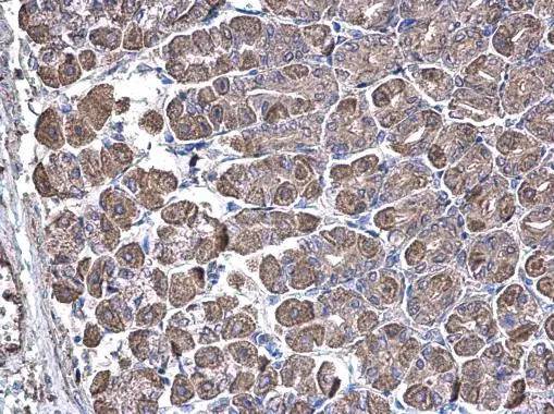 SUCLA2 antibody [N2C3] detects SUCLA2 protein at cytoplasm on mouse stomach by immunohistochemical analysis. Sample: Paraffin-embedded mouse stomach. SUCLA2 antibody [N2C3] (GTX109728) diluted at 1:500. 
 Antigen Retrieval: Trilogy? (EDTA based, pH 8.0) buffer, 15min