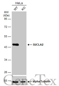 Wild-type (WT) and SUCLA2 knockout (KO) HeLa cell extracts (30 μg) were separated by 10% SDS-PAGE, and the membrane was blotted with SUCLA2 antibody [N2C3] (GTX109728) diluted at 1:1000. The HRP-conjugated anti-rabbit IgG antibody (GTX213110-01) was used to detect the primary antibody.