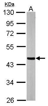 Sample (20 ug of whole cell lysate) A: mouse brain 10% SDS PAGE GTX109728 diluted at 1:20000 Sample (20 ug of whole cell lysate) A: mouse brain 10% SDS PAGE GTX109728 diluted at 1:20000